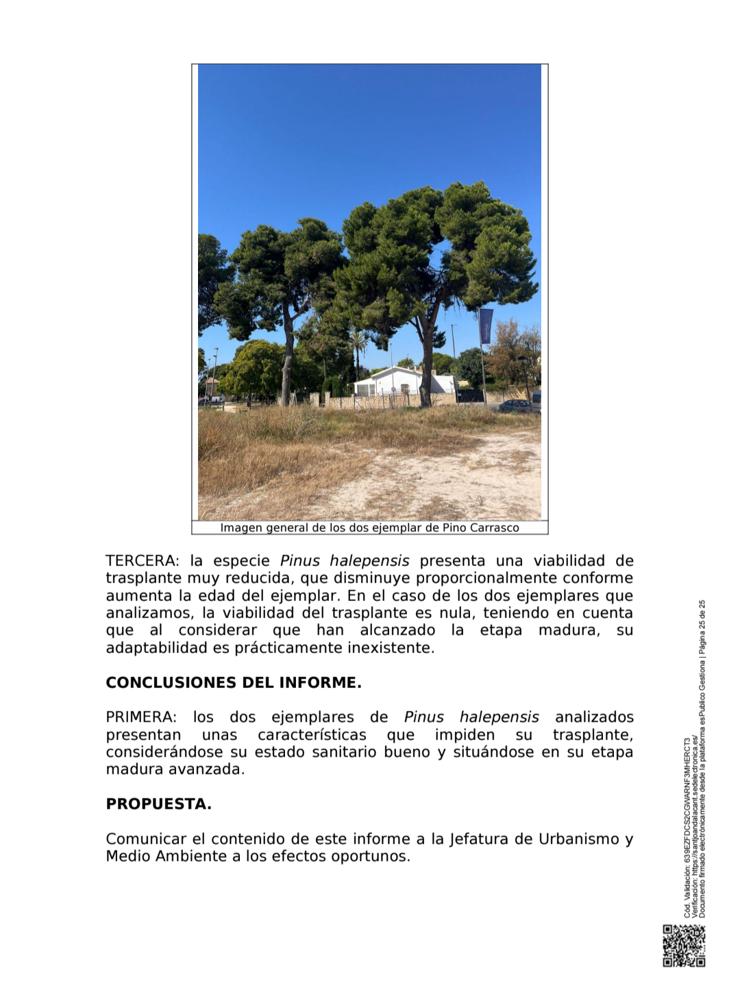 Segunda página del informe municipal de arbolado sobre los pinos de la MP25